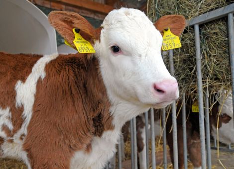 Ferienzeit drosselt die Rindfleischnachfrage