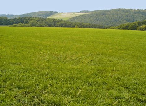 Maßnahmen im Spätsommer und im Herbst jetzt planen