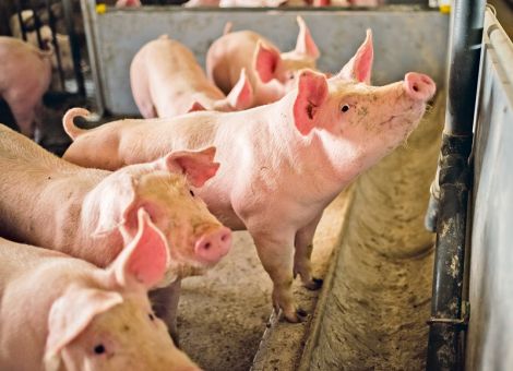 Weniger ist oft mehr – Soja sparen in Schweinerationen
