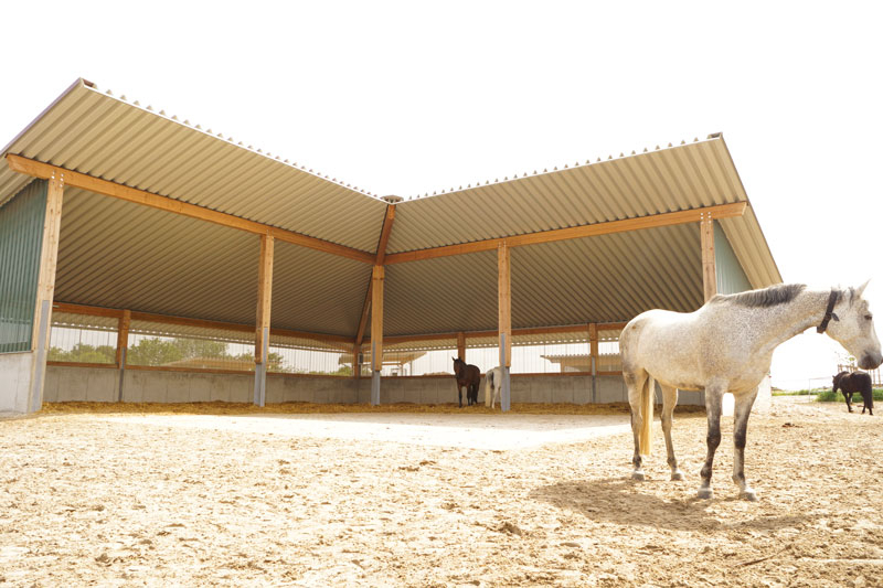 Pferde-/ store Pony Einstellplatz in Kleingruppen-Aktivstall