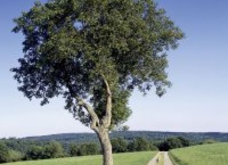 Baum des Jahres 2008: die Walnuss - der Baum mit dem edlen Holz 