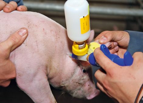 Tierärzte kaufen deutlich weniger Antibiotika