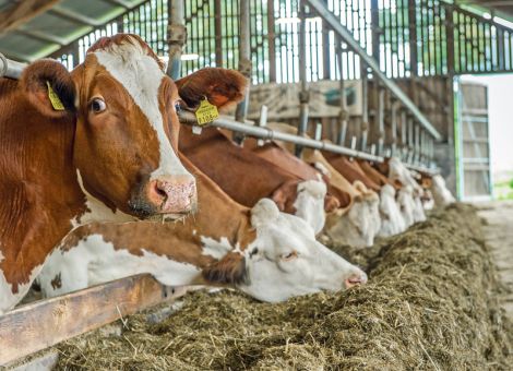 Kühe haben bei hohen Temperaturen Stress