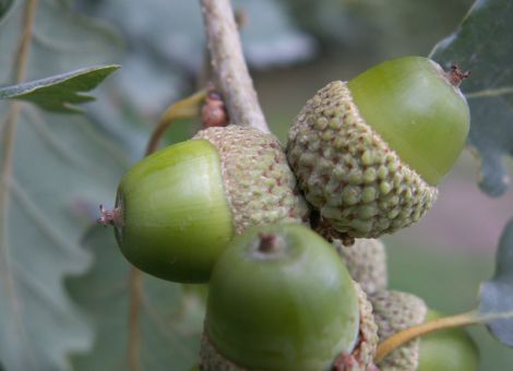 Die Eichen-Hainbuchenwälder
