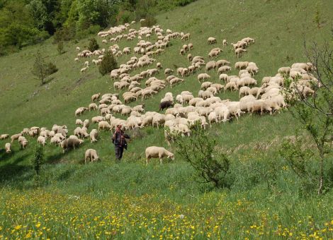 Lammfest als Auftakt für die Donnersberger Lammwochen
