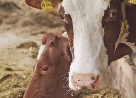 GVO-freie Milchproduktion für viele Betriebe interessant