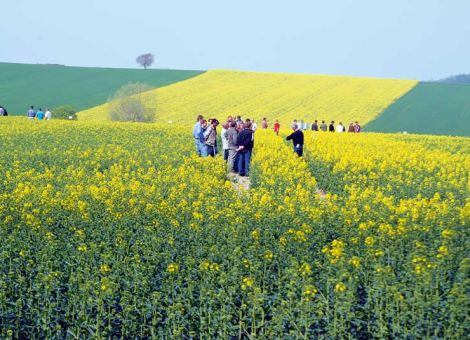 Winterraps blieb hinter den Erwartungen zurück