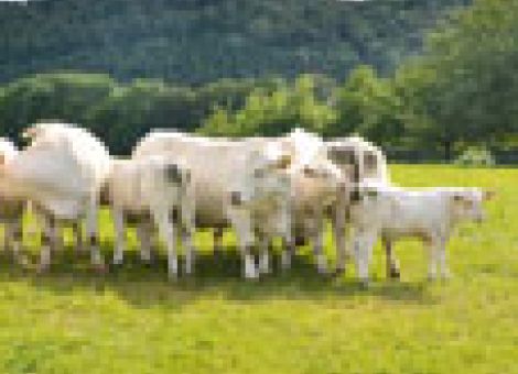 Hessische Charolais-Zucht überzeugt durch ihre Qualität