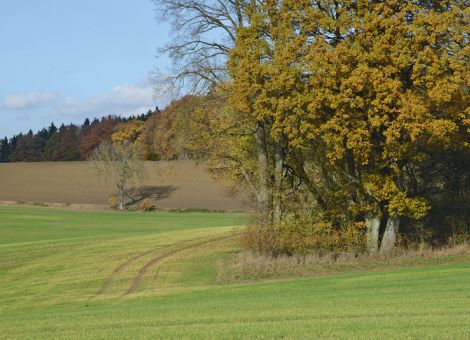 Bauernverband wertet Greening-Umsetzung als Erfolg