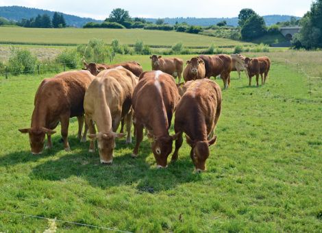 Mit besten Limousins auf dem Absetzermarkt sehr erfolgreich