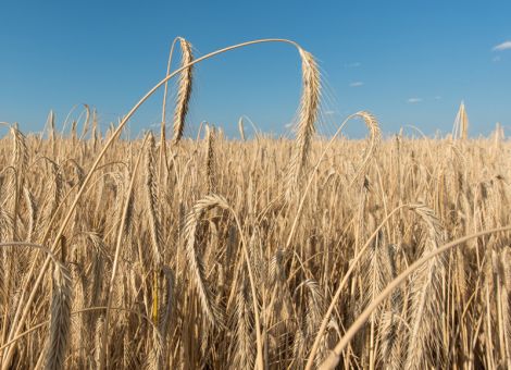 Winterroggen bleibt wegen geringer Ansprüche interessant