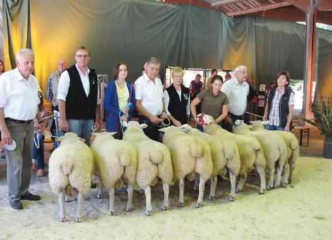 Dorper- und Texelböcke aus Rheinland-Pfalz