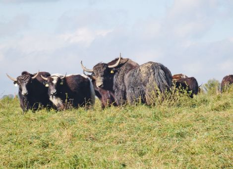 Yakfleisch aus Schlüchtern