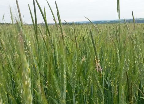 Chemische Lösungen verlieren an Schlagkraft