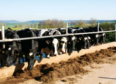 Kosten sparen und Reserven nutzen in der Fütterung