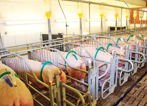 Energie in Schweinehaltungen effizient nutzen