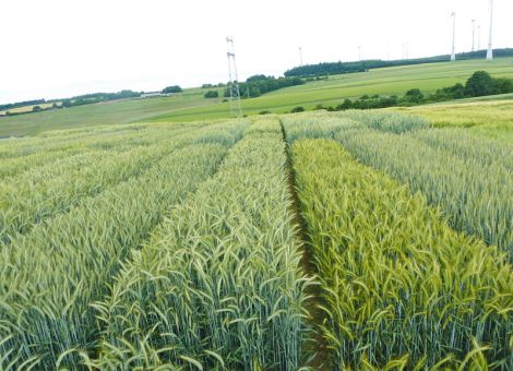 Neue Triticale-Sorten schneiden gut ab