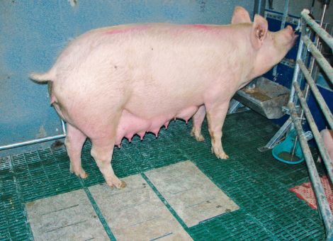 Freie Haltung im Abferkelstall ist noch nicht ausgereift