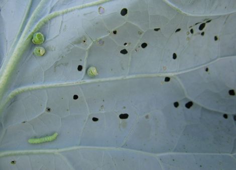 Erdflöhe schädigten auch erntereife Kopfkohle
