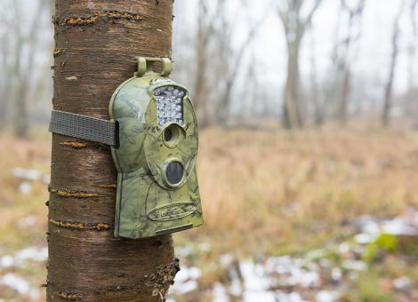 Wildkameras im Wald nur abseits der Wege aufstellen