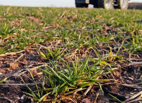 Pflanzen werden immer effektiver ernährt