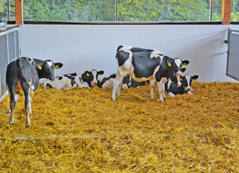 Ad libitum-Tränke – was kommt danach?