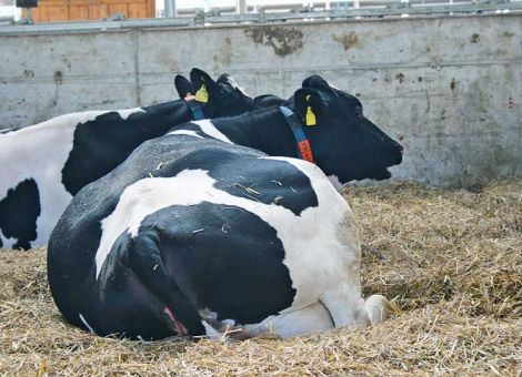 Kosten runter und gleichzeitig Tiergesundheit rauf?
