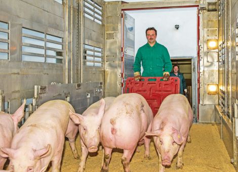 Schlachtschweinenotierungen stehen unter Druck