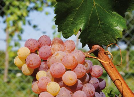 Roter Veltliner geerntet
