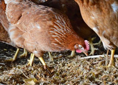 Hauptsache es gibt was zu picken