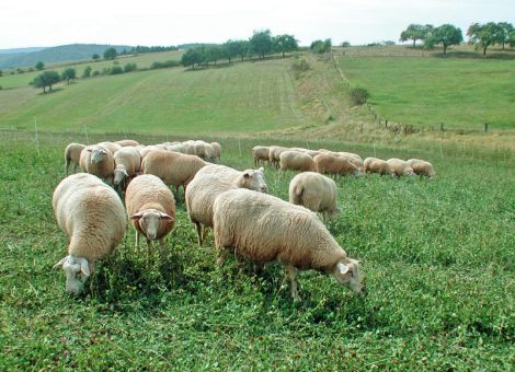 Optimierte Saatmischungen für beweidete Greeningflächen