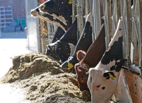Deutsche Milcherzeugung ist klimaeffizient