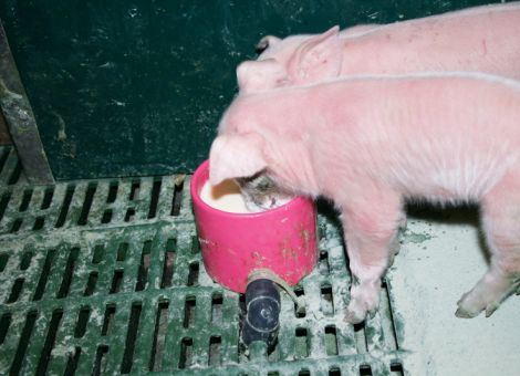 Milchbeifütterung von Saugferkeln mit Cups