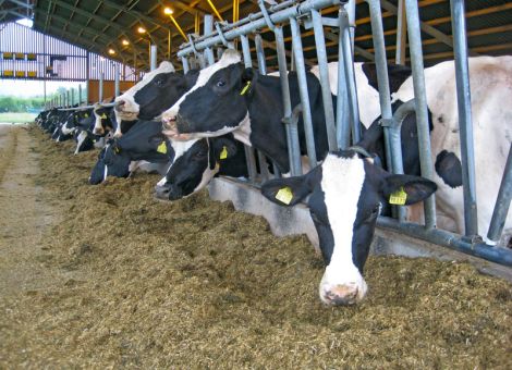 Grassilagen 2016: einzelne Schnitte differieren stark