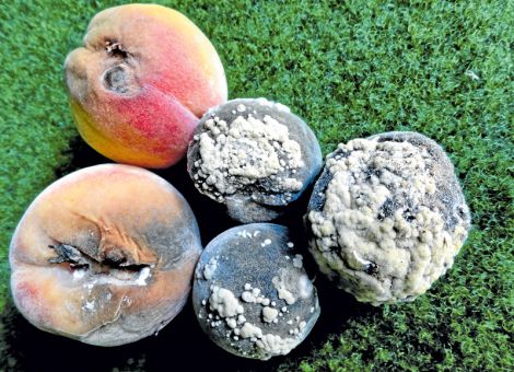 Obst gesund schneiden