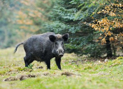 Bachen frischen früher und Zahl ihrer Frischlinge steigt