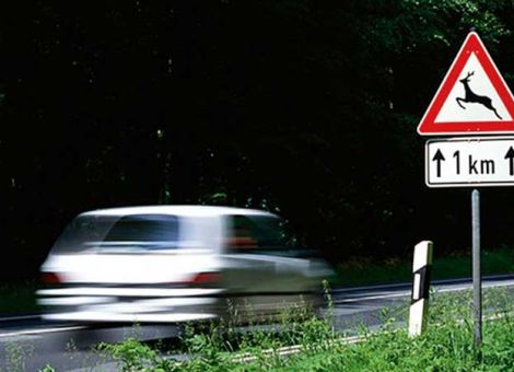 Unfälle mit Wild verringern