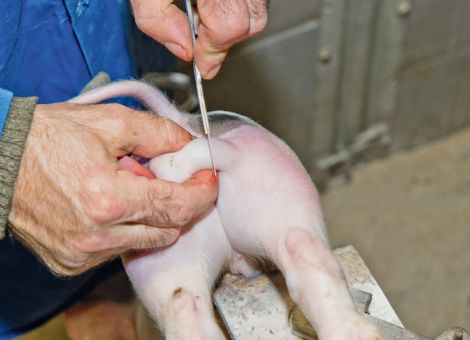 Das Kastrationsverbot ohne Betäubung kommt – und nun?