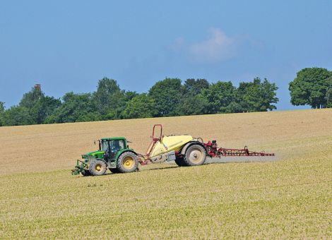 Mais braucht wenig Pflanzenschutz