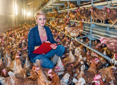 Geflügelhaltung – ein aufstrebender Zweig?
