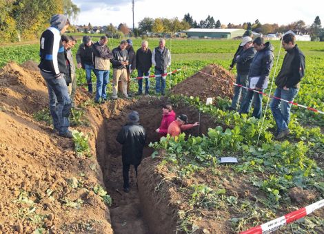 Zwischenfrüchte haben eine hohe Bedeutung für den Boden