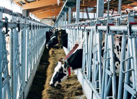 Kosten runter, Tiergesundheit rauf – wie soll das gehen?