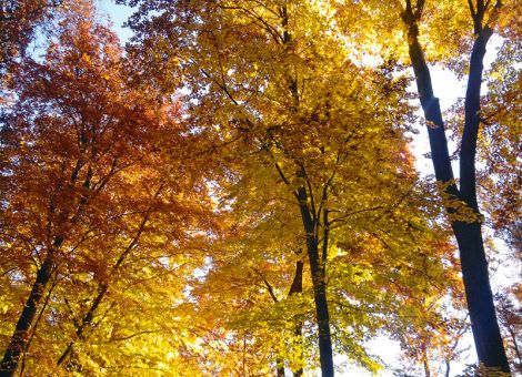 Wälder in Hessen leiden an den Folgen der Trockenheit