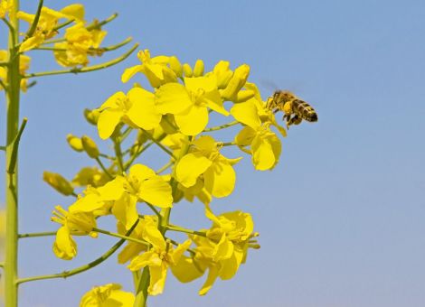 Nur im Frühjahr wurden Honigerträge eingefahren