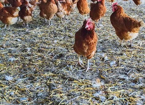 Legehennenfütterung mit heimischen Eiweißfuttermitteln