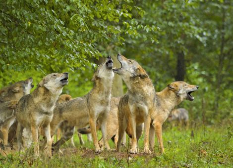 Rechtliche Regelungen zum Wolf gefordert