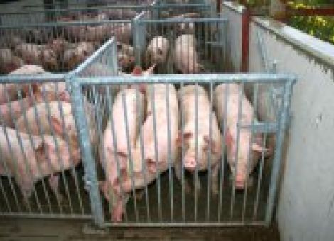 Ausläufe für Schweine: Tore, Türen und Tränken