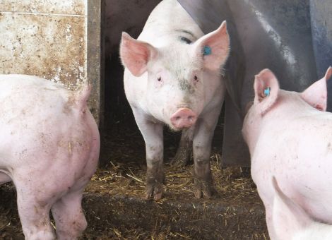 Beim Futter für Schweine Fasermixe einsetzen