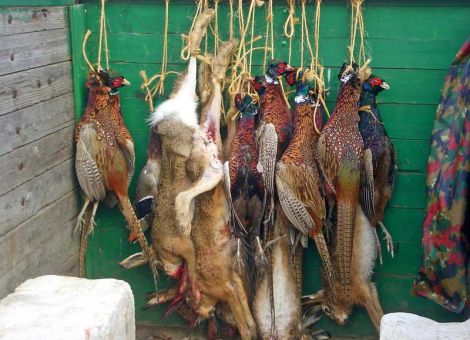 Wildfleisch aus der Region