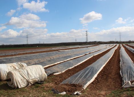 Die neue Düngeverordnung und ihre Umsetzung im Spargelanbau